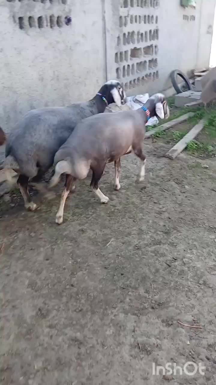 سلام ۴عدد گوسفند شیشک آث|حیوانات مزرعه|سیمین شهر, |دیوار