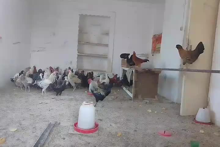 مرغ گلین|حیوانات مزرعه|مشهد, کارده|دیوار