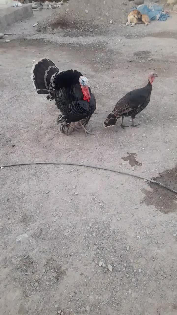 بوقلموجقت۴تومانمیناب|حیوانات مزرعه|میناب, |دیوار