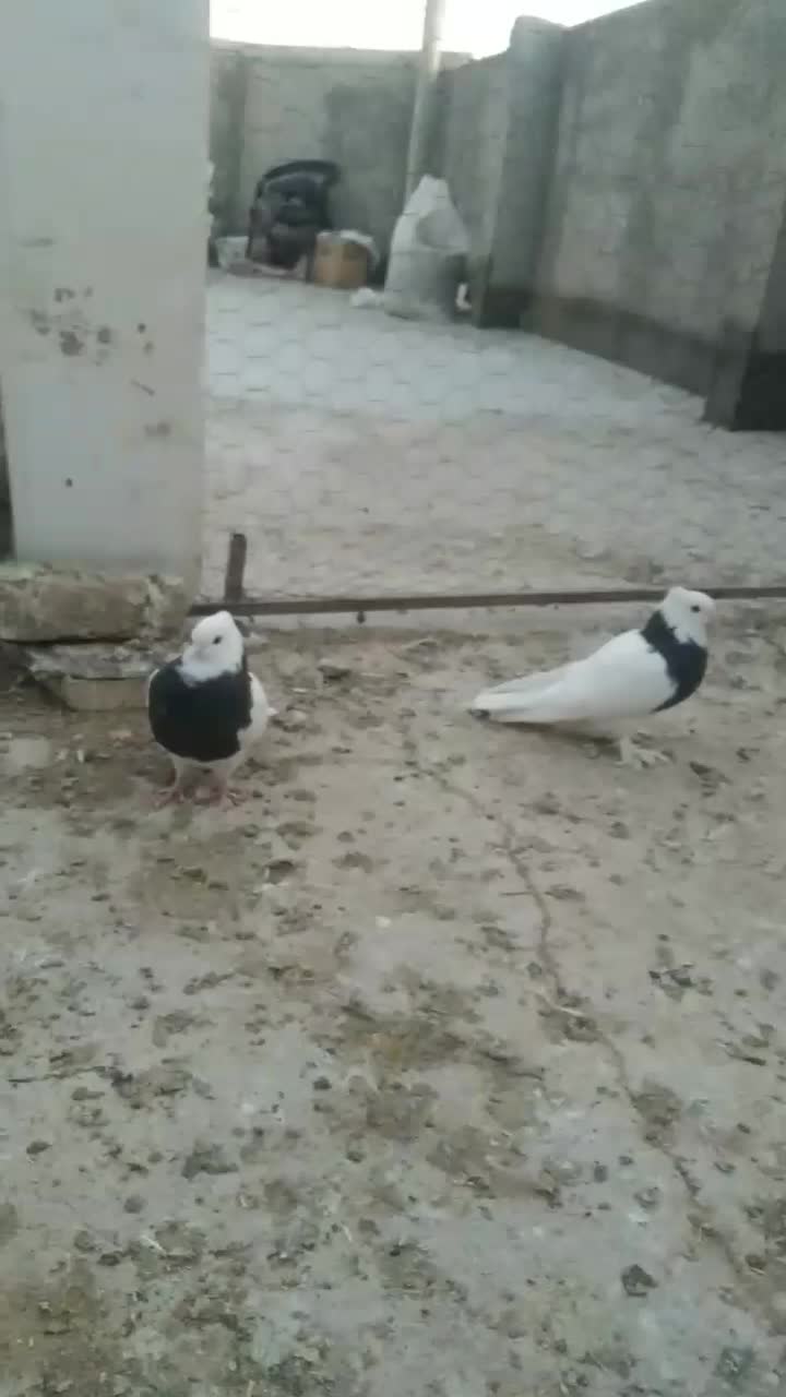 ۲تا ماده طوقی فروشی|پرنده|شاهرود, |دیوار