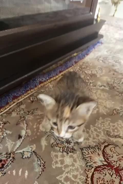 بچه گربه|گربه|پاکدشت, پاکدشت (مامازند)|دیوار