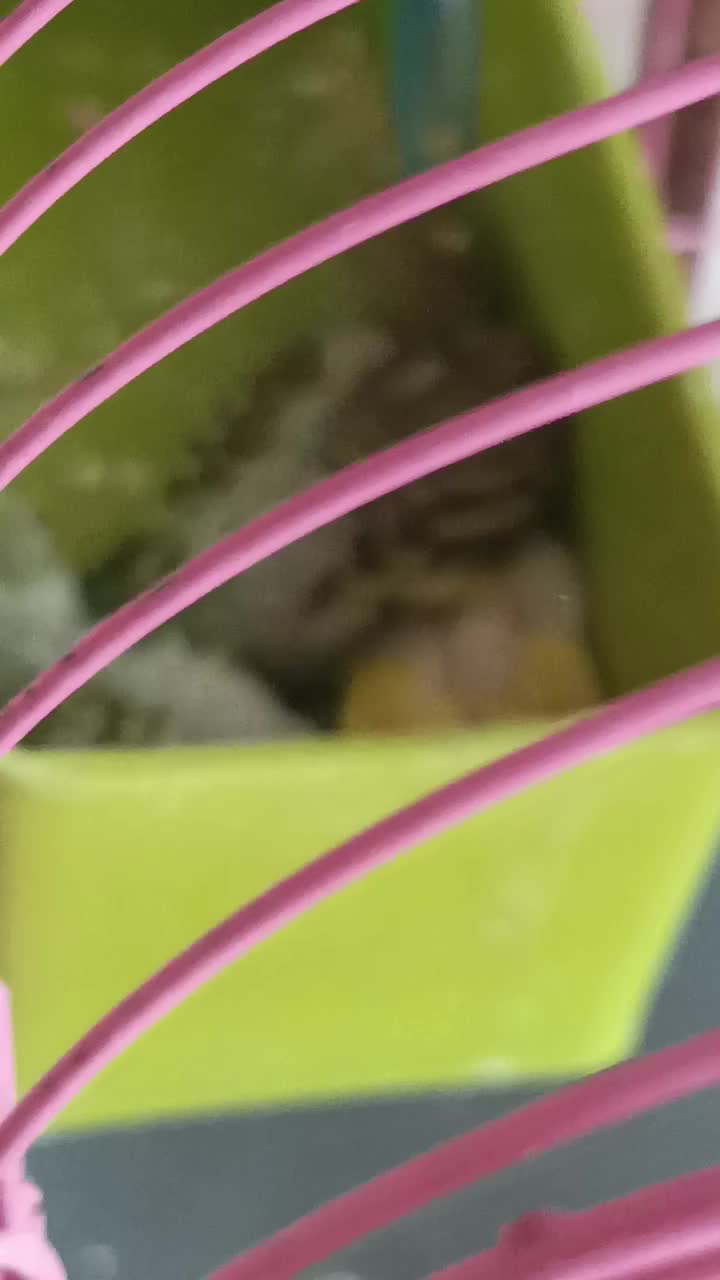 جفت مرغ عشق مولد|پرنده|سلماس, |دیوار