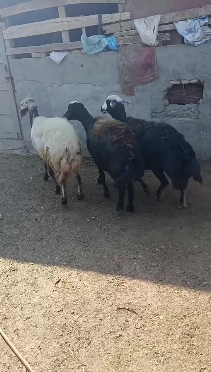 3راس میش عشقی قوچ خورده|حیوانات مزرعه|سیمین شهر, |دیوار