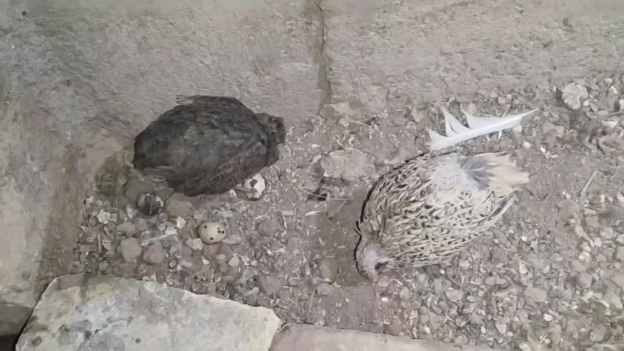 بلدرچین گوشتی تخم گذار|حیوانات مزرعه|دشتابی, |دیوار