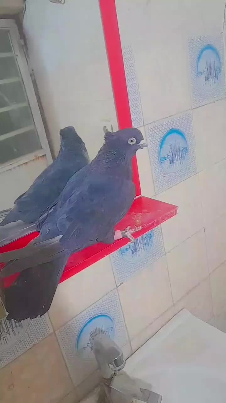 دوتاکبوتر هردو نر پربازی دار|پرنده|بم, |دیوار