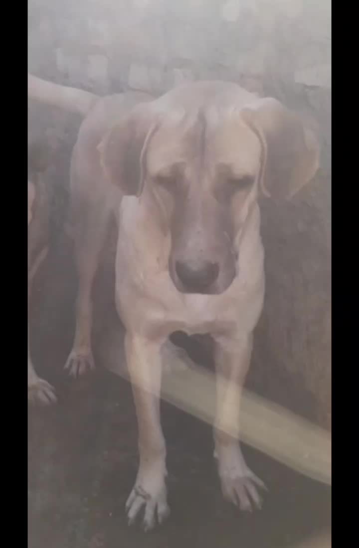 سگ سرابی و پژدر  عراقی|سگ|کرج, شیخ آباد|دیوار