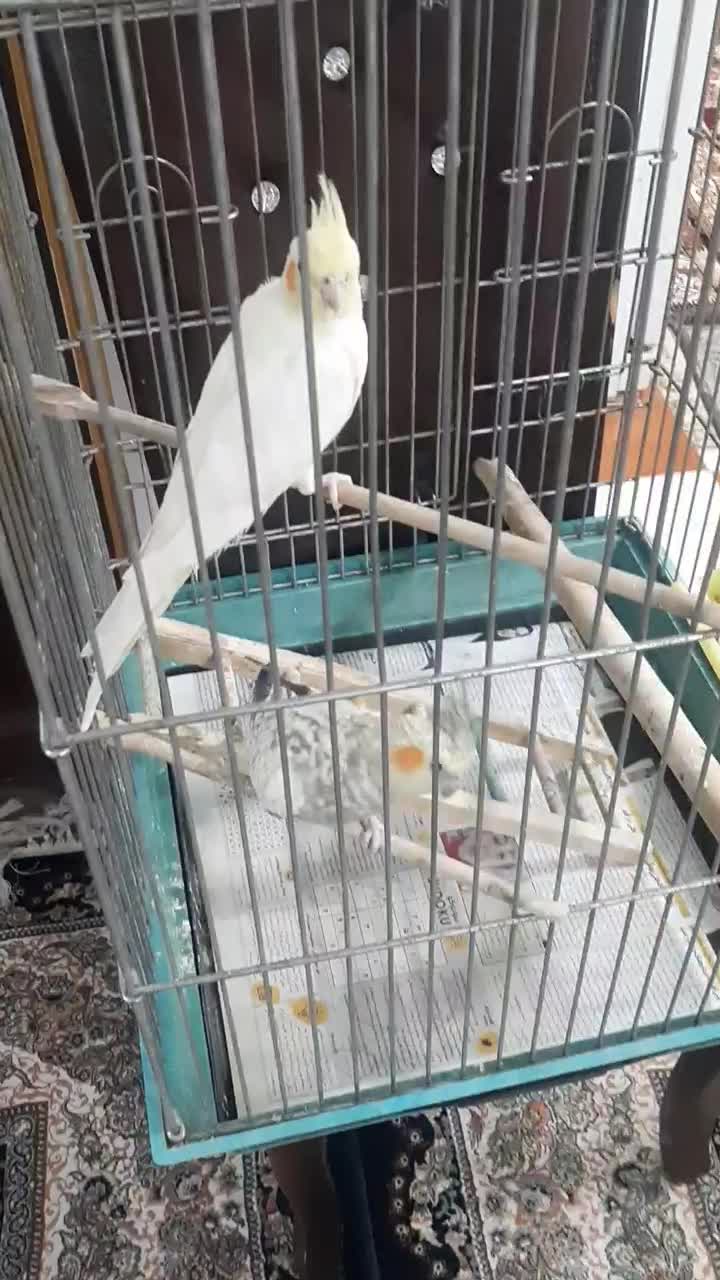 طوطی عروس|پرنده|آستانه اشرفیه, |دیوار