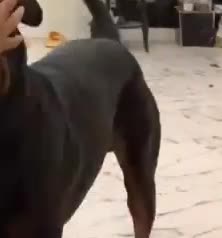 روت وایلر نر|سگ|تهران, قیطریه|دیوار