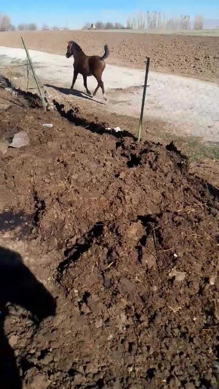 کرهاسب|اسب و تجهیزات اسبسواری|اردبیل, |دیوار