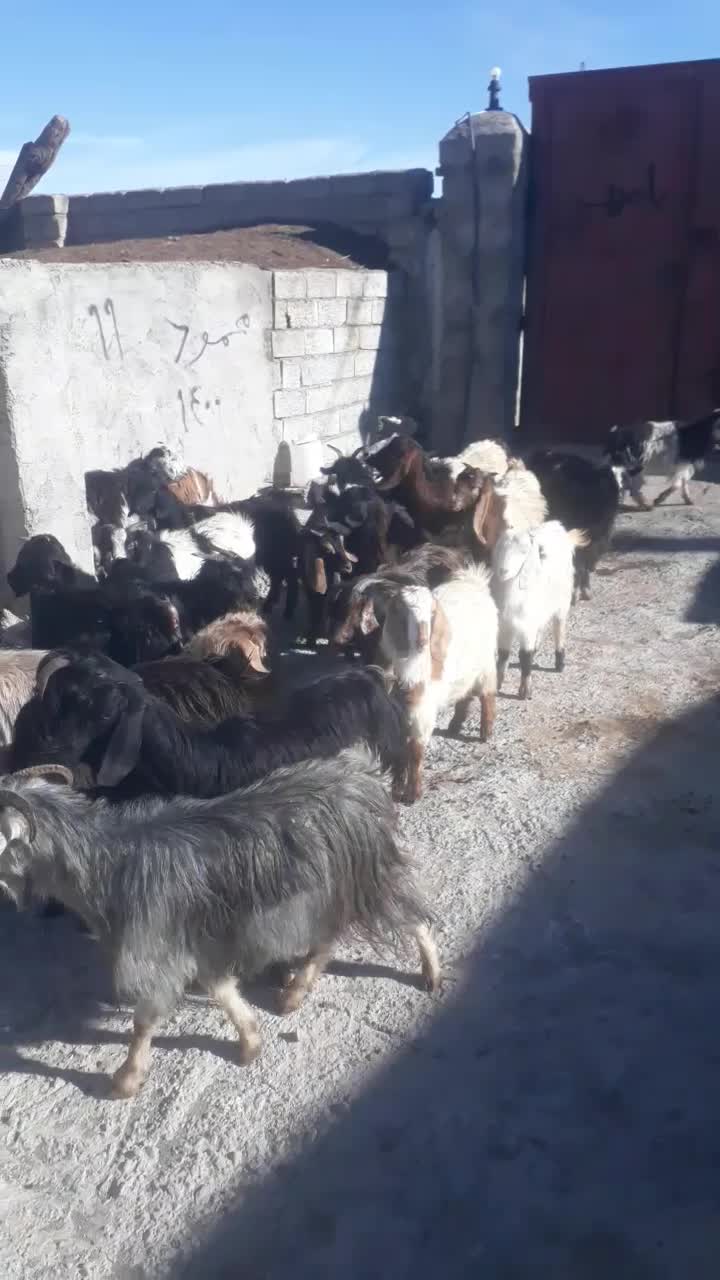 بزغاله|حیوانات مزرعه|هیر, |دیوار