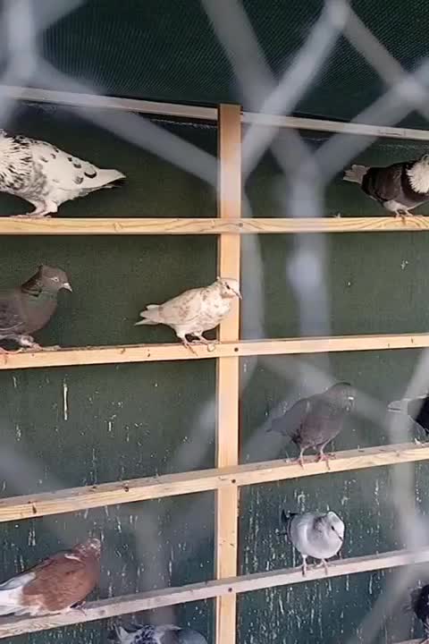 کبوتر پرشی|پرنده|قرچک, میرزائی شمالی|دیوار