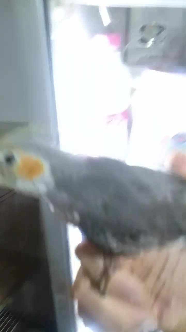 طوطی عروس سوپر رام نر ۲عدد|پرنده|بابل, |دیوار