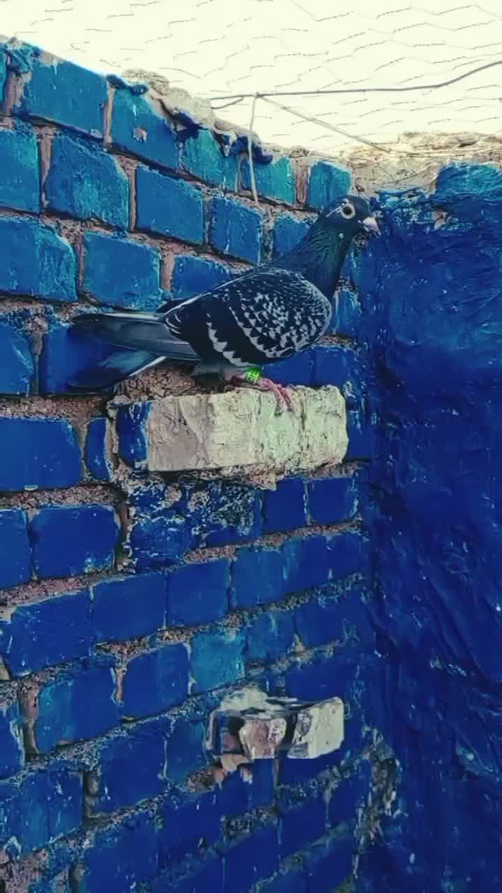 کبوتر پرنده ماده پلاکی درجه یک|پرنده|کارون, |دیوار