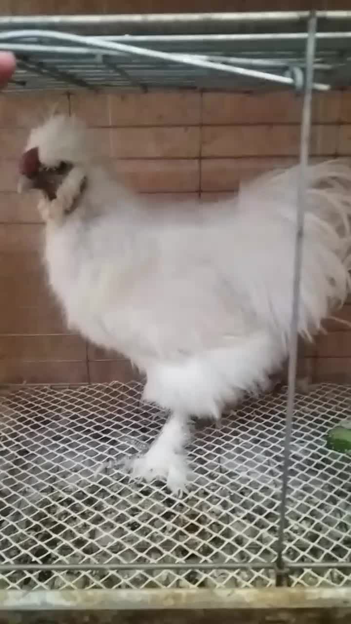 تخم نطفه دار مرغ خروس ابریشمی سفید|حیوانات مزرعه|رفسنجان, |دیوار