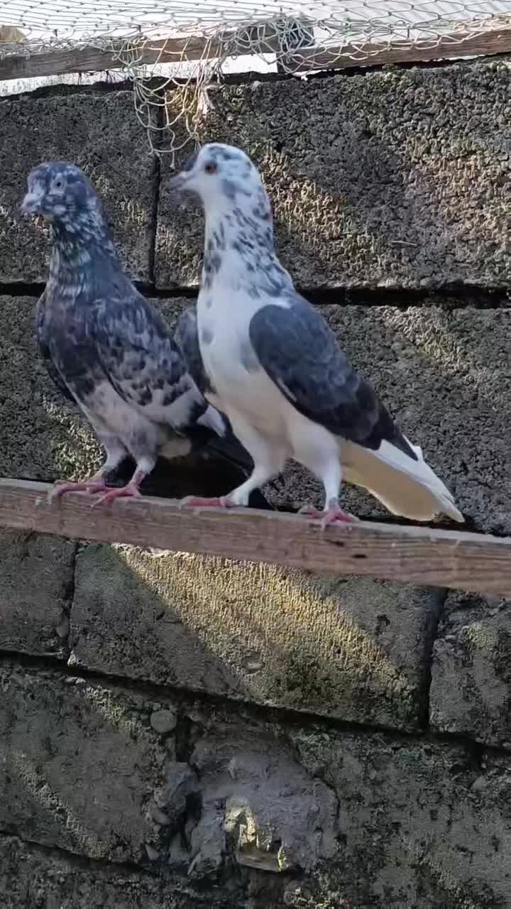 فروش کبوتران فوق پرشی|پرنده|رامسر, |دیوار