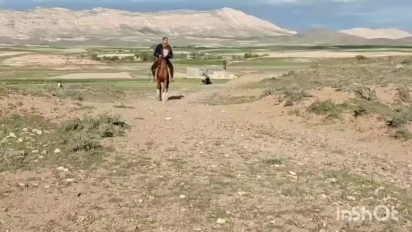 اسب|اسب و تجهیزات اسب‌سواری|گلپایگان, |دیوار