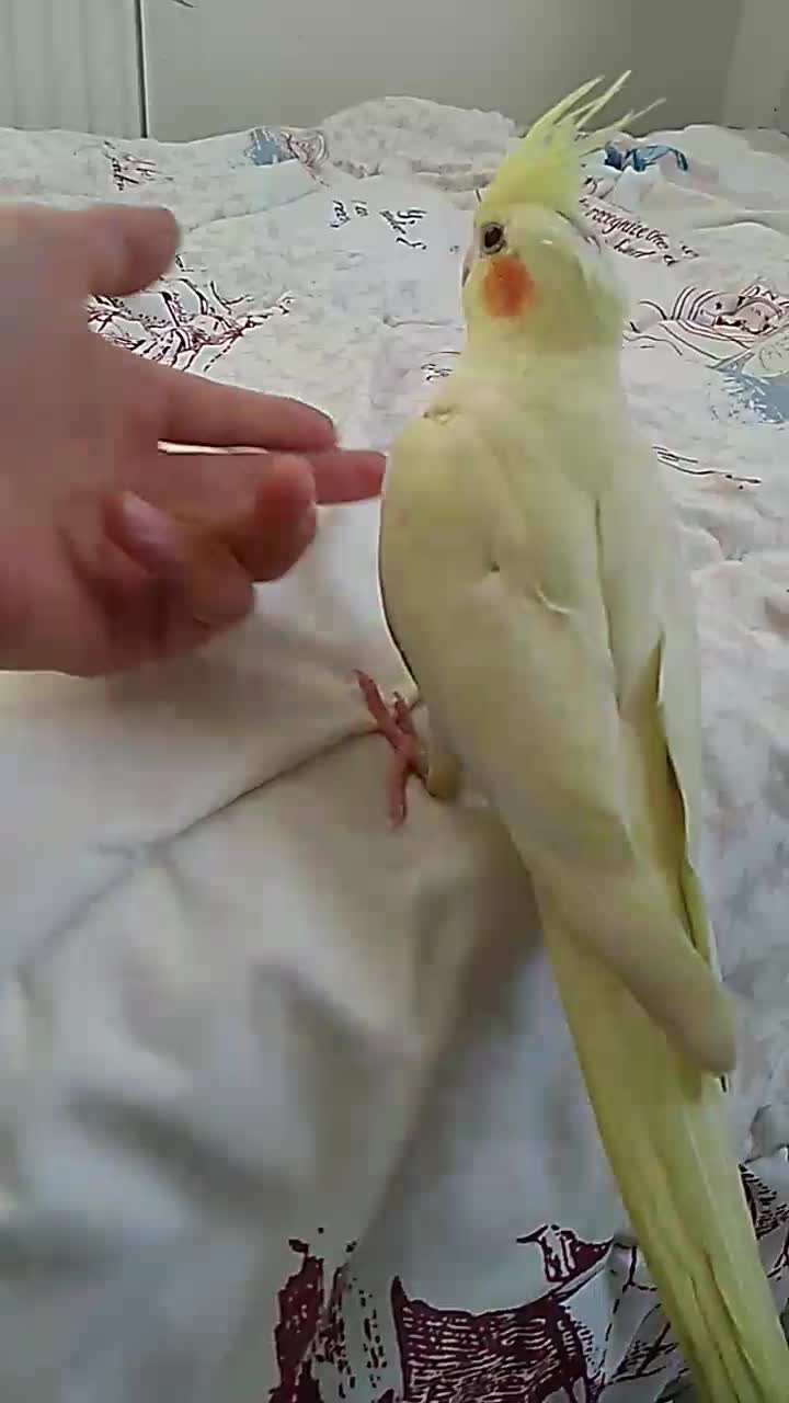 عروس هلندی معاوضه با کتوله برزیلی|پرنده|اراک, |دیوار