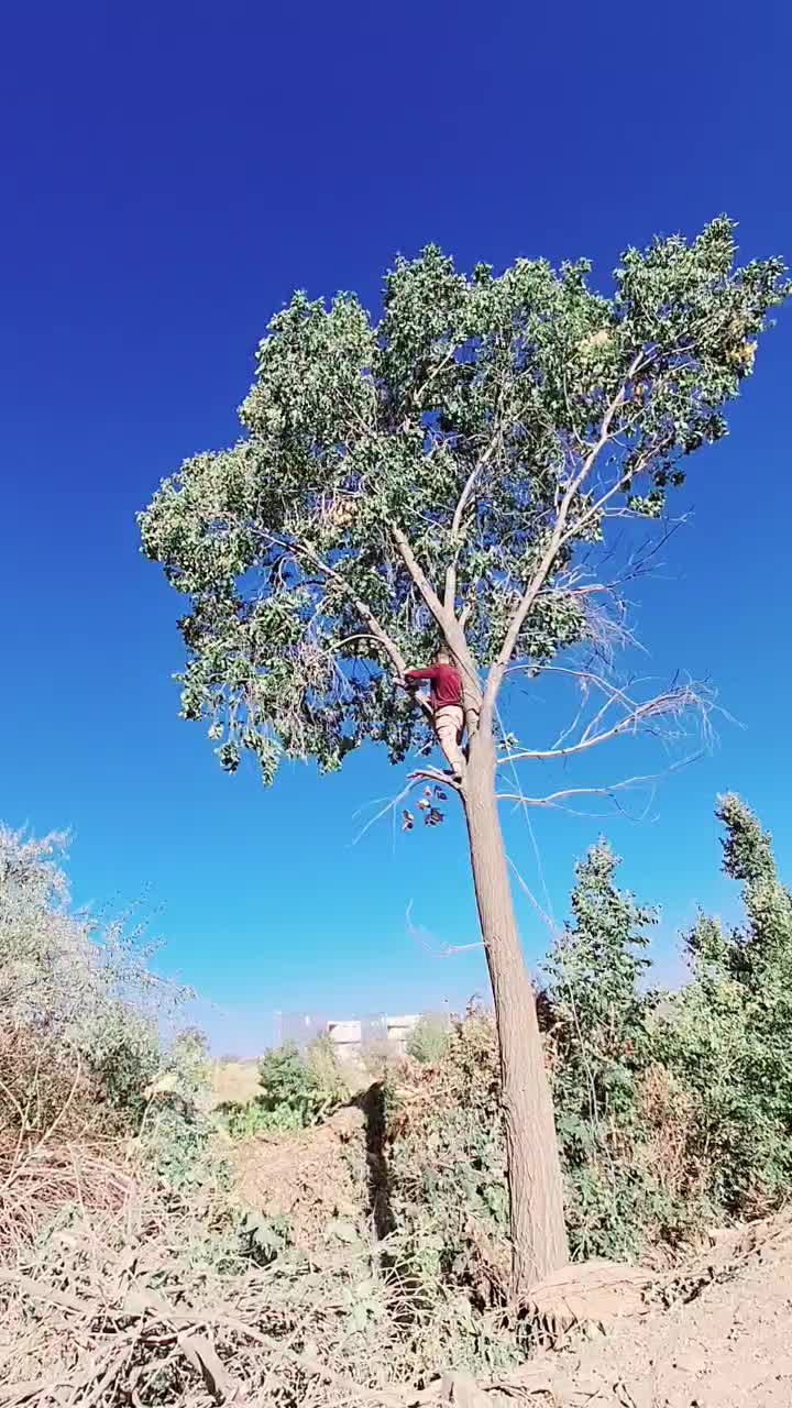 چووب چوب|خدمات باغبانی و درختکاری|قره چای, |دیوار