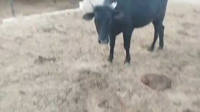 نوبر چاق گوساله ماده|حیوانات مزرعه|زرین دشت (فارس), |دیوار