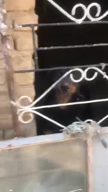 فروش سگ دوبرمن|سگ|بروجرد, |دیوار