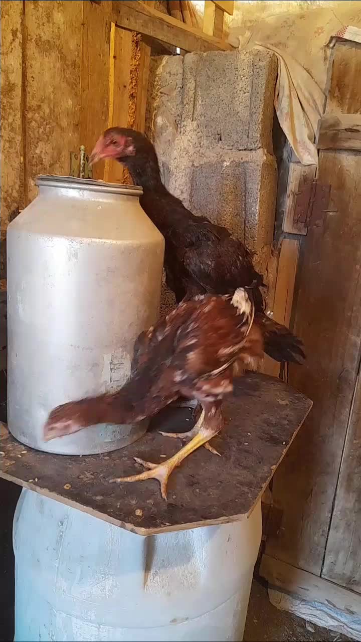 جوجه‌و‌خروس‌لاری‌ریش|حیوانات مزرعه|اردبیل, |دیوار