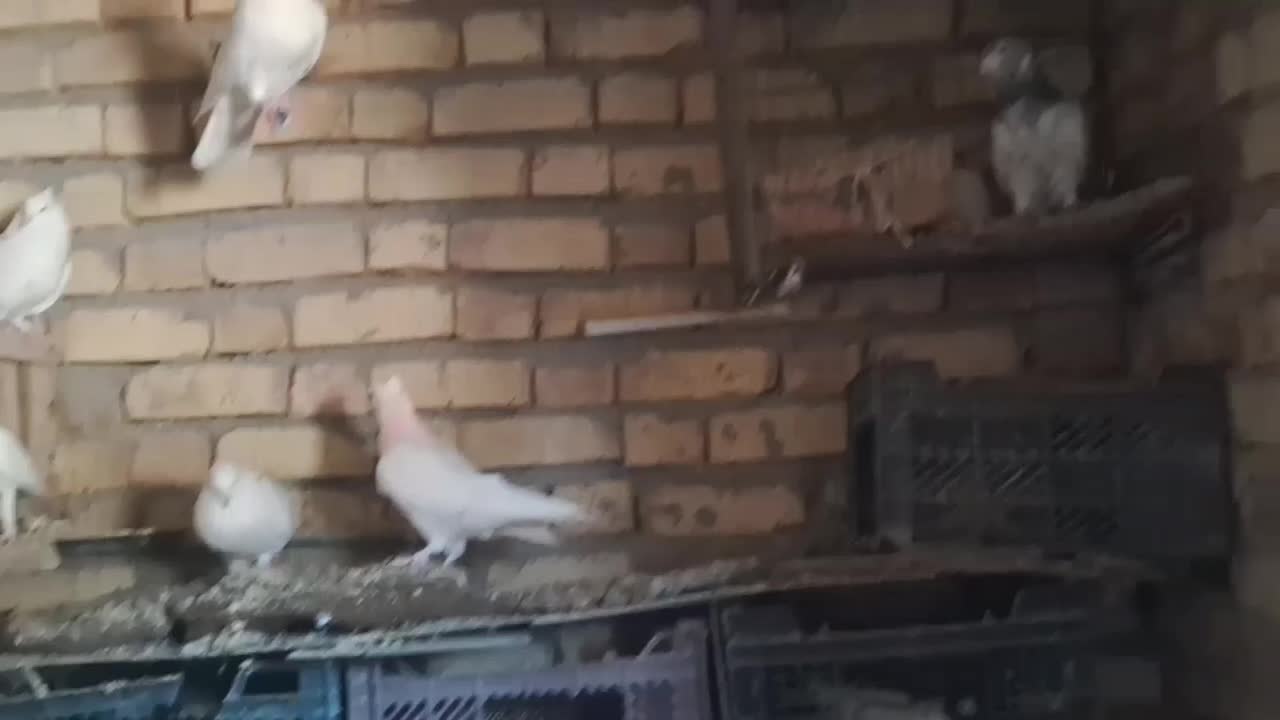 کبوتر|پرنده|قیدار, |دیوار