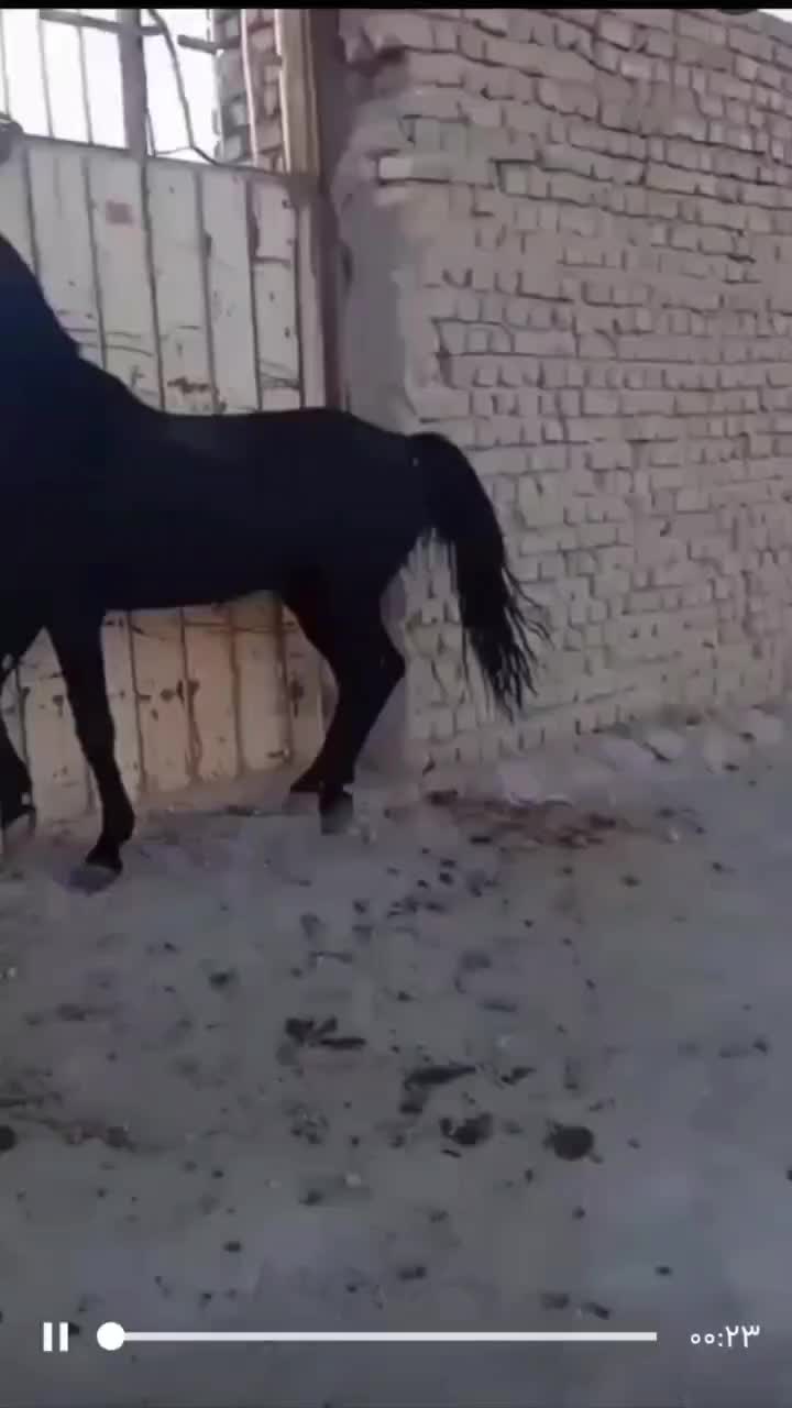 اسب عرب نر|اسب و تجهیزات اسبسواری|برازجان, |دیوار