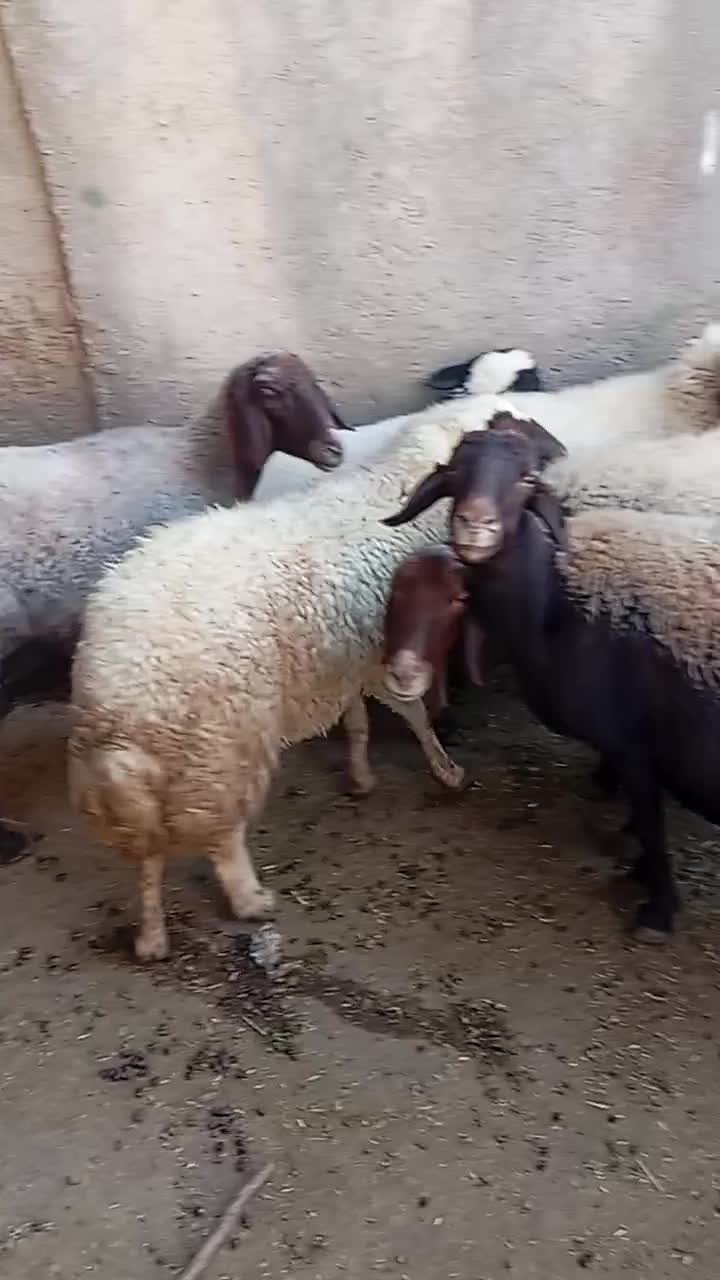 گوسفند و بره|حیوانات مزرعه|ثلاث باباجانی, |دیوار