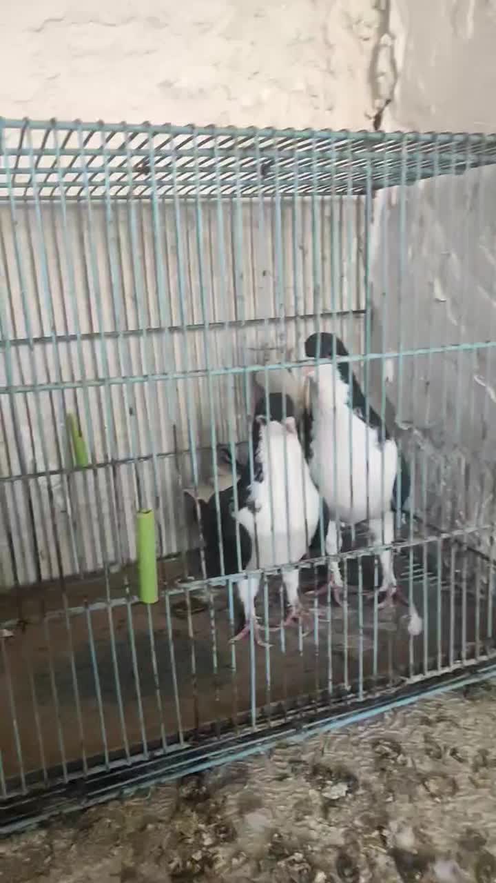 خوشرنگ سیاه|پرنده|قزوین, |دیوار