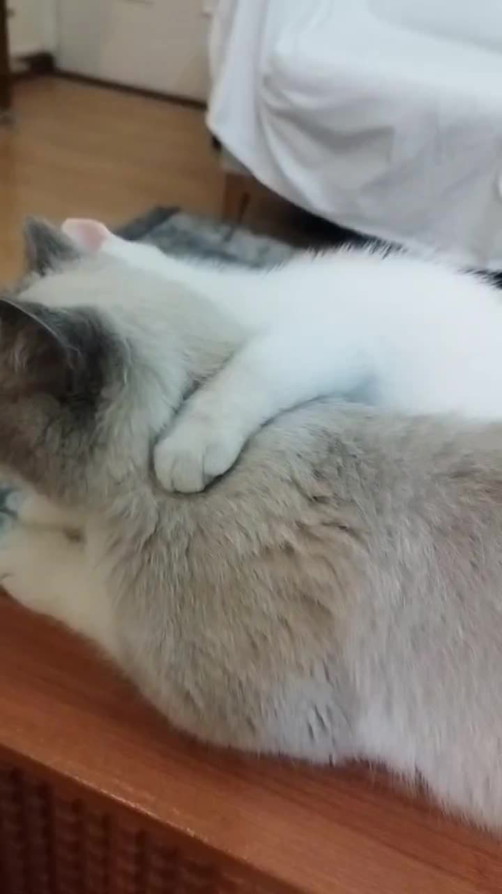 پیشی بریتیش نر سه ماهه و انگل تراپی شده|گربه|تهران, شهید اسدی|دیوار