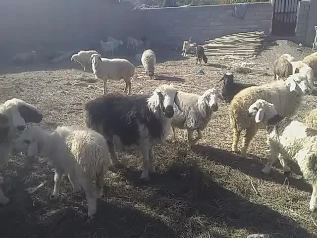 میش چاق یا کاور|حیوانات مزرعه|لاله زار, |دیوار