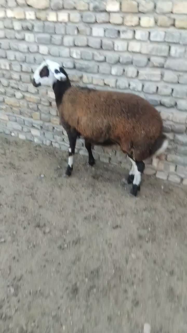 بره جنس دار تخمی قوچی افشار اصل|حیوانات مزرعه|تربتحیدریه, حاجی یار|دیوار