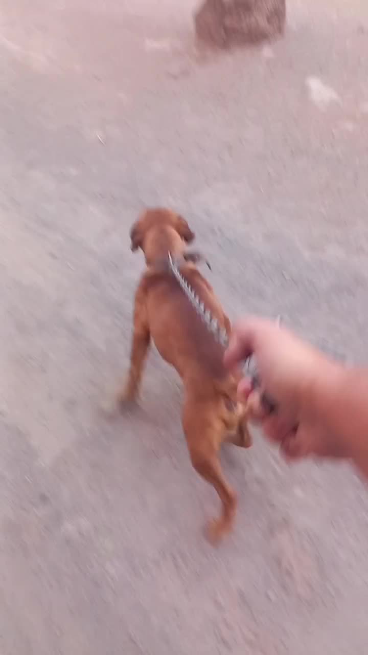 باکسر المانی پیتبول، ژرمن، مالینویز|سگ|بم, |دیوار