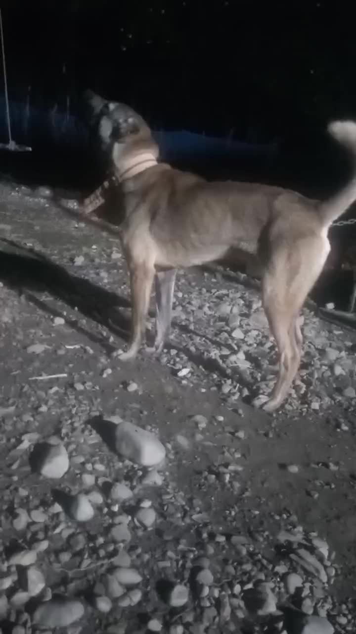 سگ نگهبان|سگ|احمدسرگوراب, |دیوار