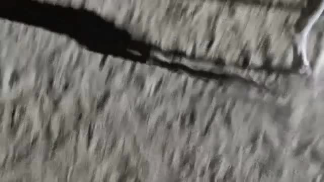 سگ ماده اصیل|سگ|بوکان, |دیوار