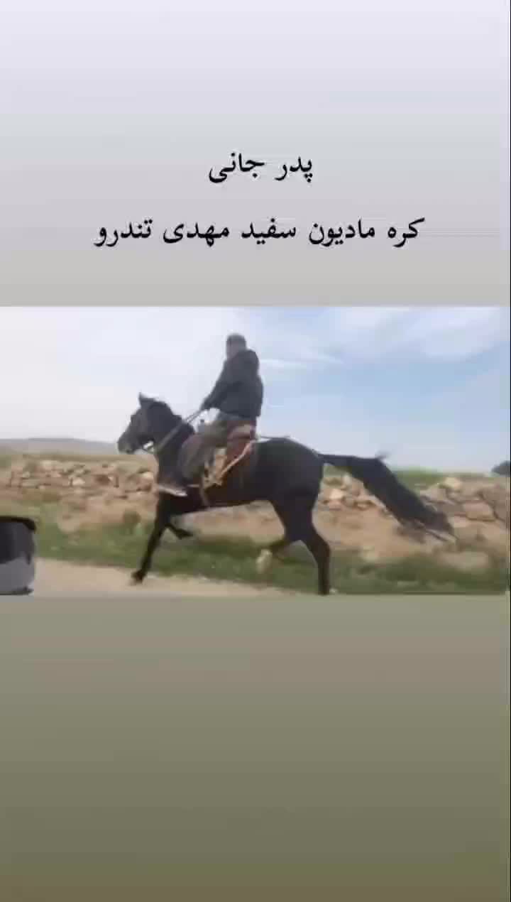 کره خود یورقه نریان درشت عالی4ماهه|اسب و تجهیزات اسبسواری|شاندیز, |دیوار