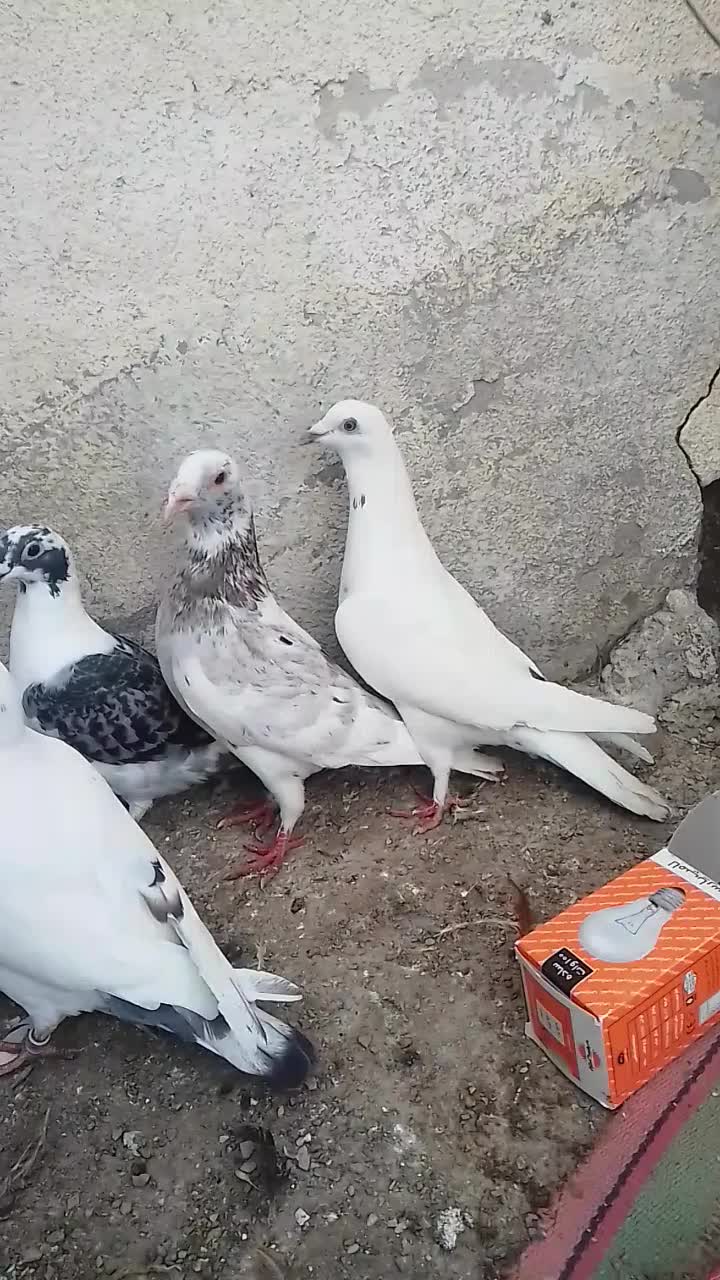 4عدد دوبر|پرنده|اردبیل, |دیوار