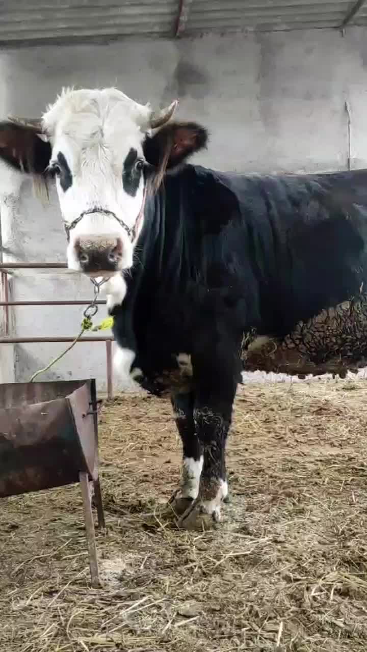 گاو|حیوانات مزرعه|سرخنکلاته, |دیوار