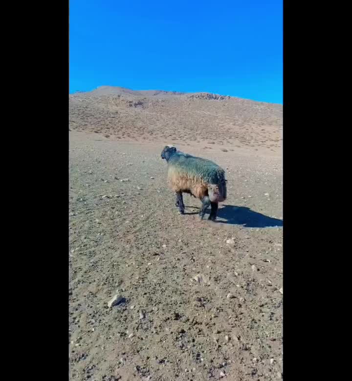 قوچ‌ترکی|حیوانات مزرعه|آباده, |دیوار