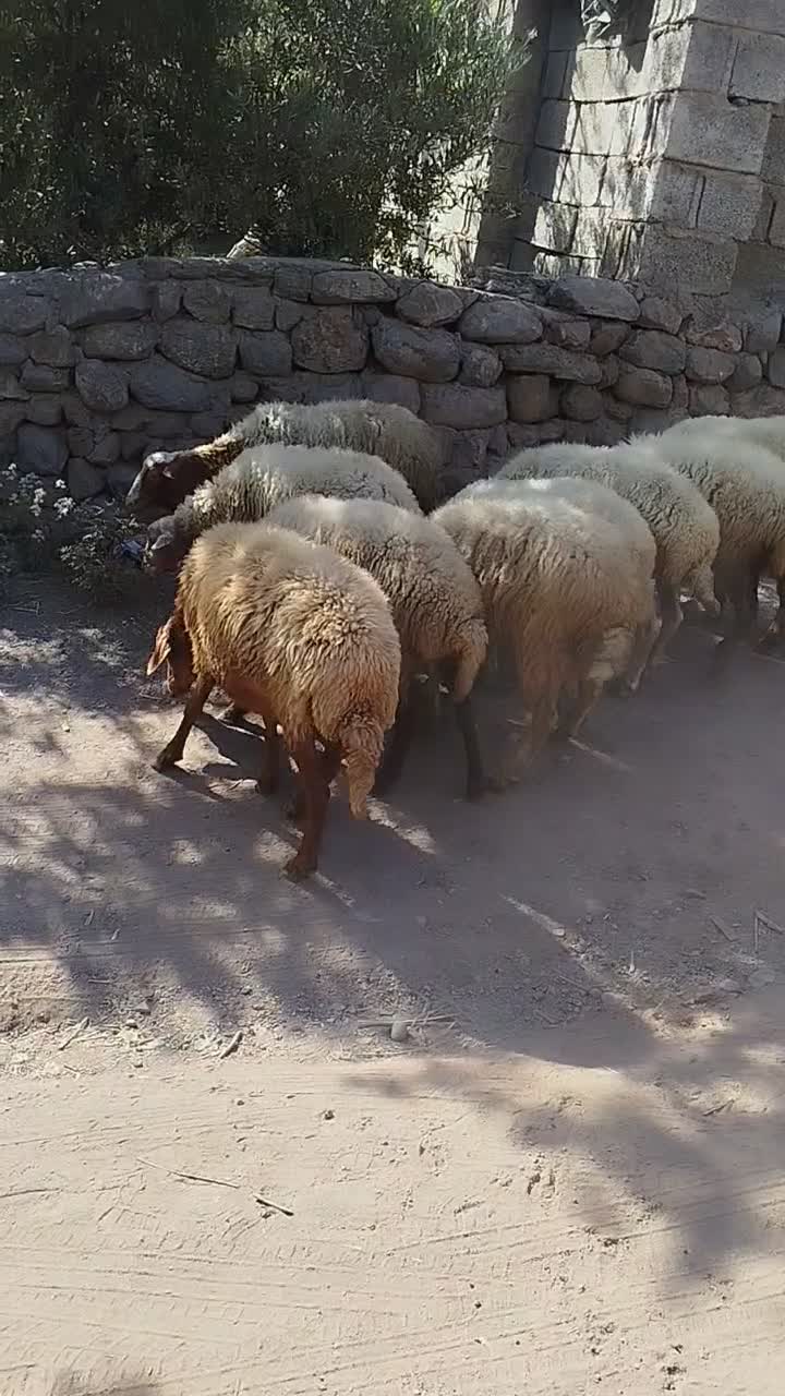 میش جوان آبستن|حیوانات مزرعه|لوشان, |دیوار