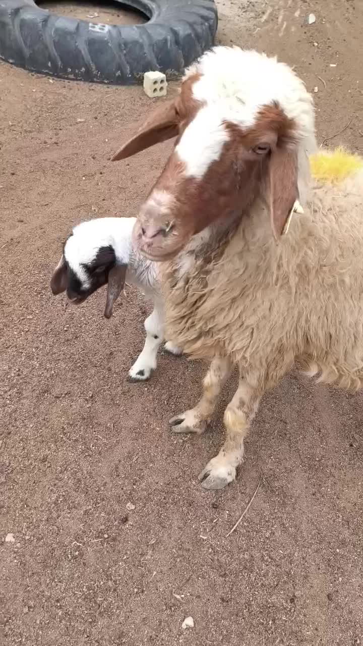 گوسفند با بره نر درجه یک|حیوانات مزرعه|اهواز, منازل کارون|دیوار