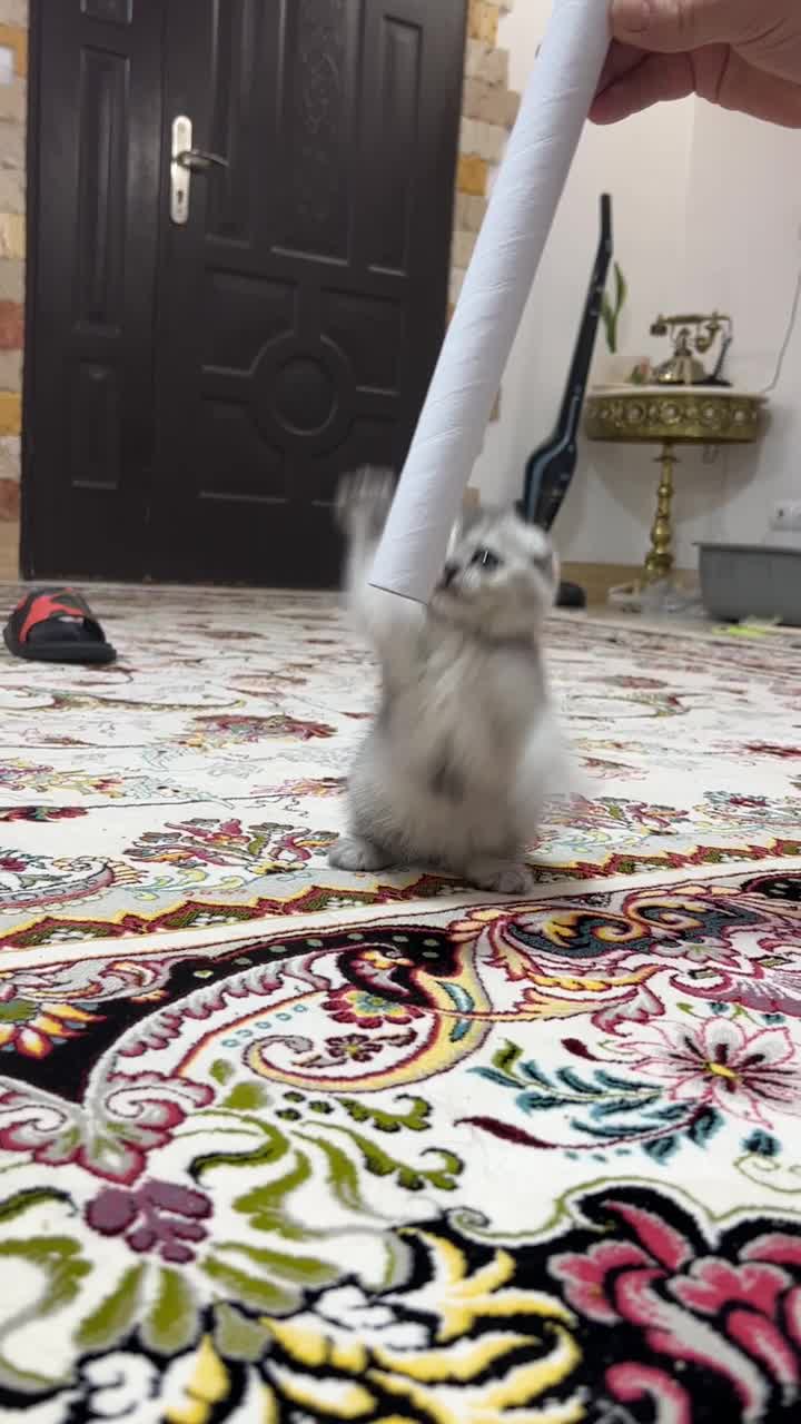گربه|گربه|ری, علایین|دیوار