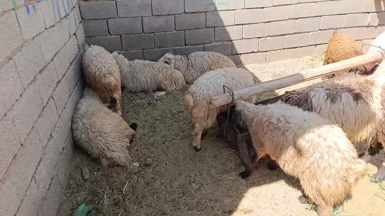 بره|حیوانات مزرعه|سرچهان, |دیوار