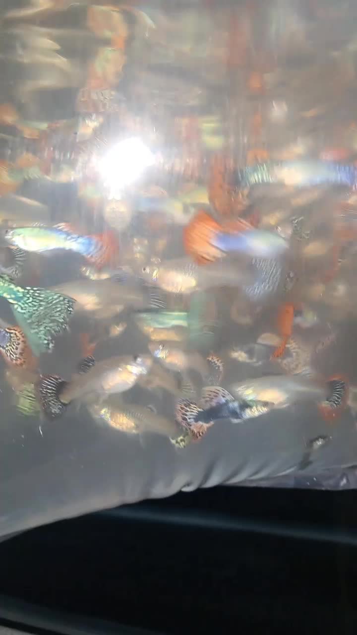 فروشگاه ماهی آکواریومی تجهیزات آکواریوم|ماهی|بندر انزلی, متروپل|دیوار