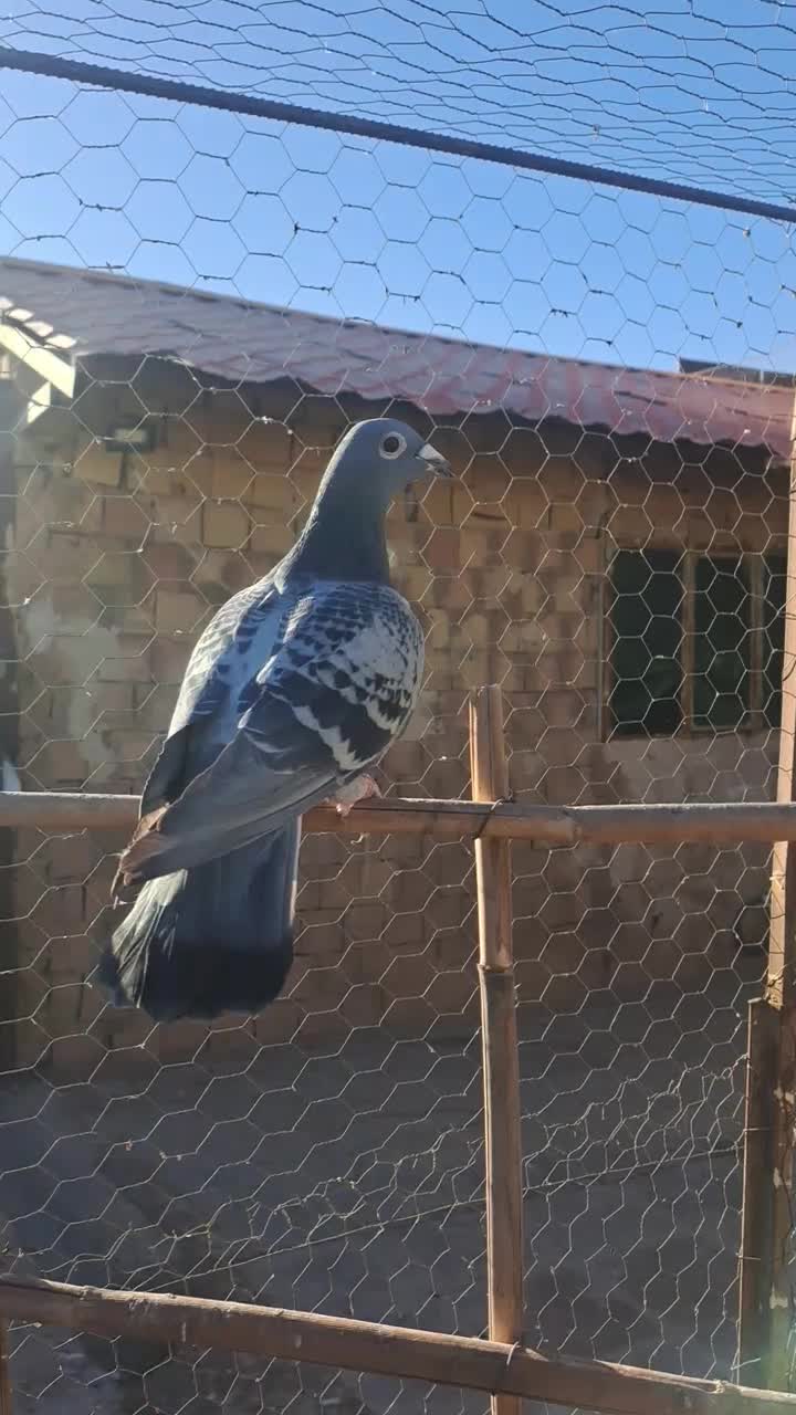 سبز ماده|پرنده|بردسکن, |دیوار