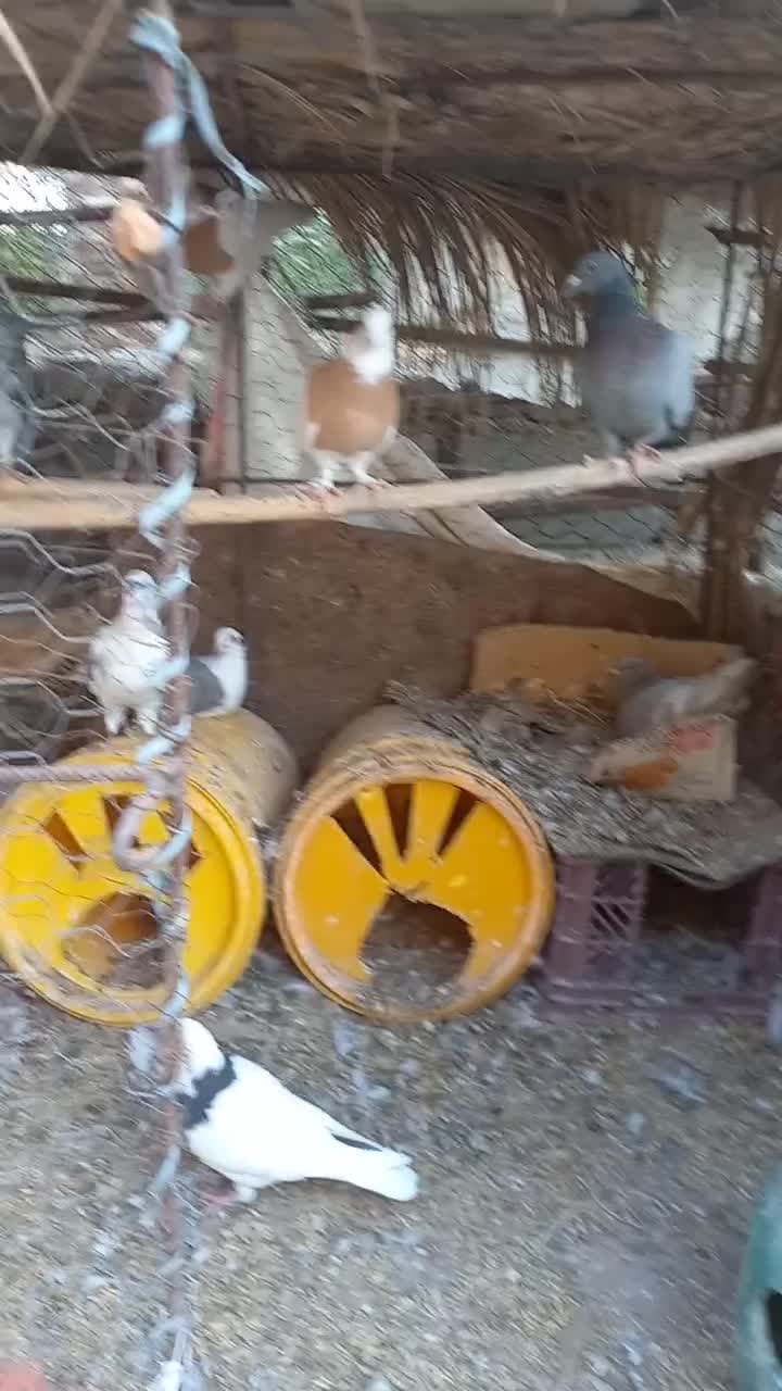 کبوتر طوقی|پرنده|کنار تخته و کمار, |دیوار