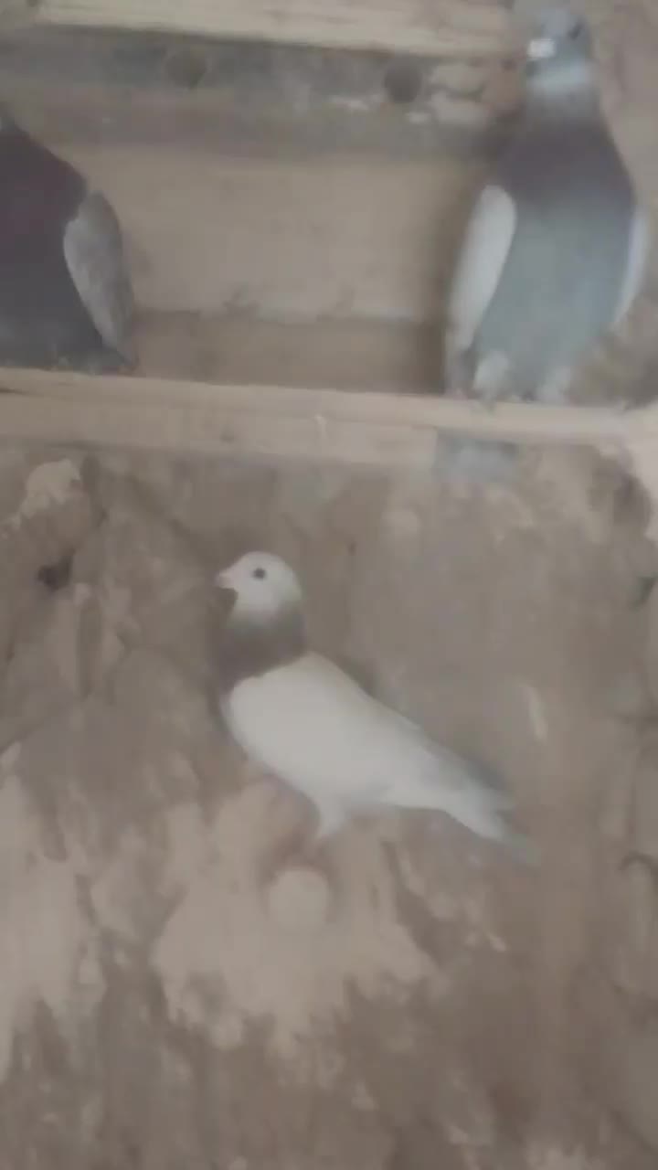 ۷ عدد پرنده هوایی|پرنده|بردسکن, |دیوار