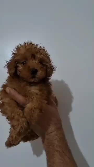 فرفری اصیل تضمینی رد|سگ|رشت, لاکانی|دیوار