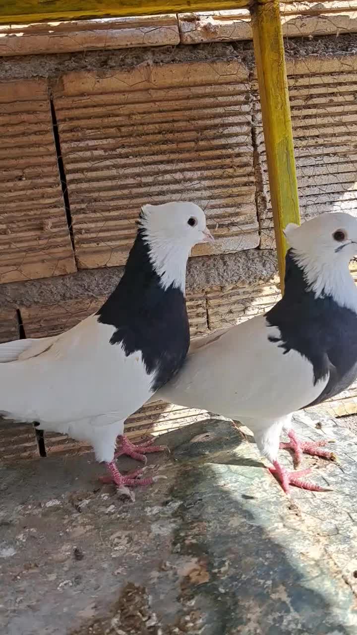 طوقی|پرنده|پیر بکران, |دیوار