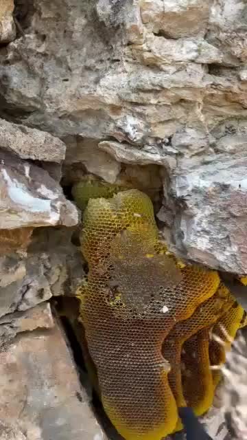 عسل کوهستان وحشی با کندو|خوردنی و آشامیدنی|رامشیر, |دیوار